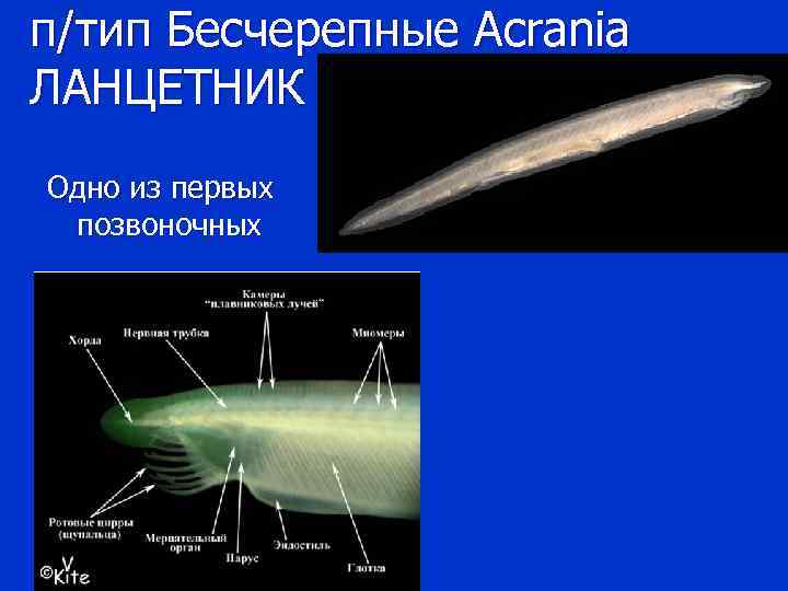 п/тип Бесчерепные Acrania ЛАНЦЕТНИК Одно из первых позвоночных 