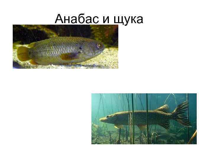 Анабас и щука 