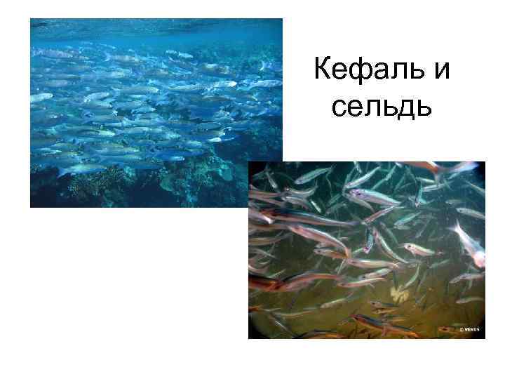 Кефаль и сельдь 