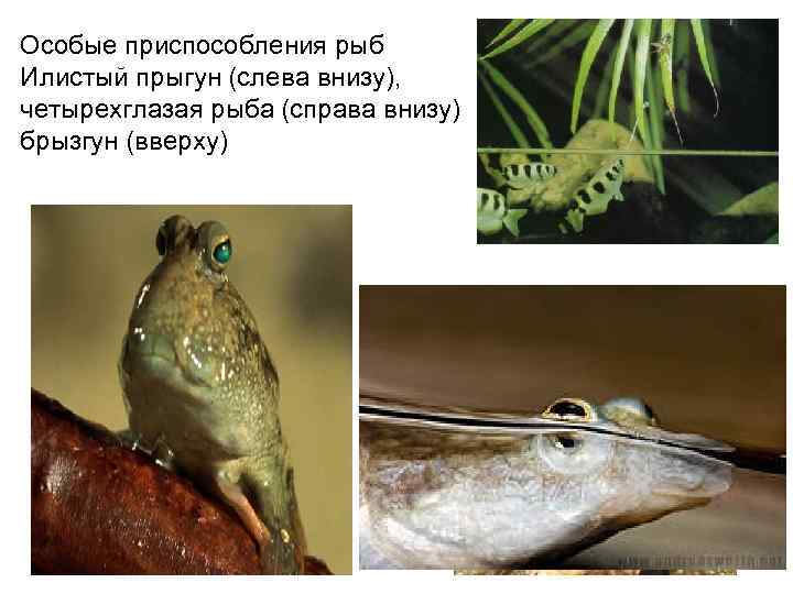 Особые приспособления рыб Илистый прыгун (слева внизу), четырехглазая рыба (справа внизу) брызгун (вверху) 
