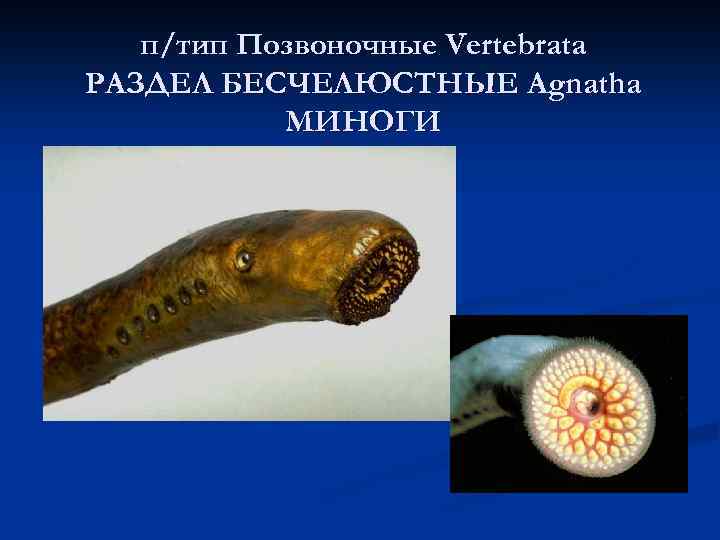 п/тип Позвоночные Vertebrata РАЗДЕЛ БЕСЧЕЛЮСТНЫЕ Agnatha МИНОГИ 