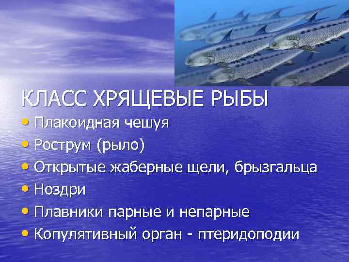 Таблица хрящевые рыбы