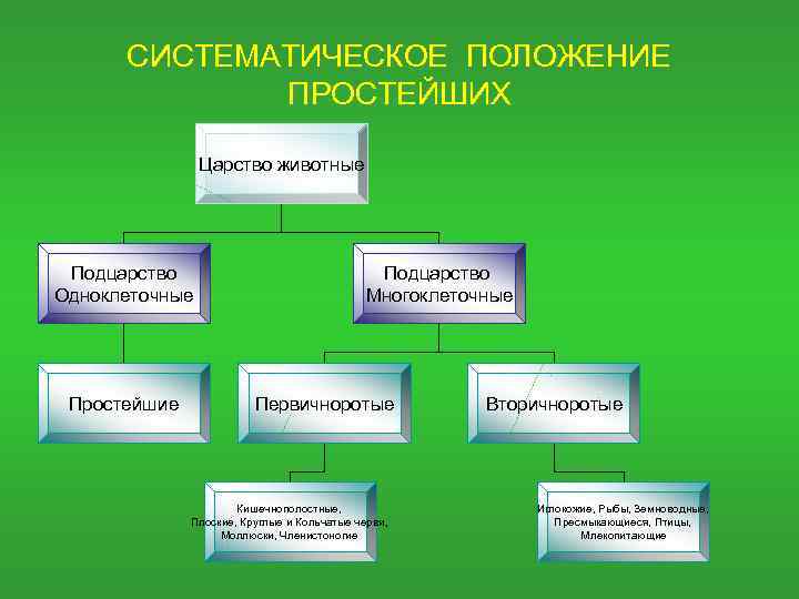 Систематика простейших схема