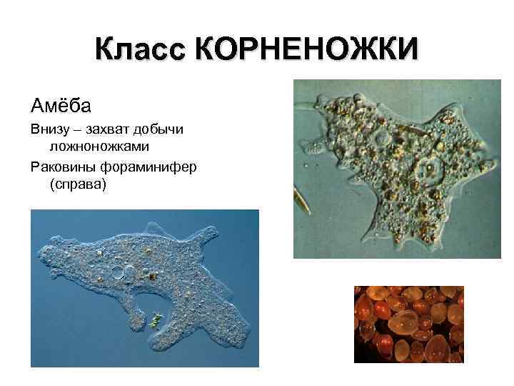 Каких животных объединяют в группу корненожки составьте план об особенностях амебы