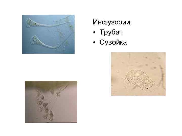 Инфузории: • Трубач • Сувойка 