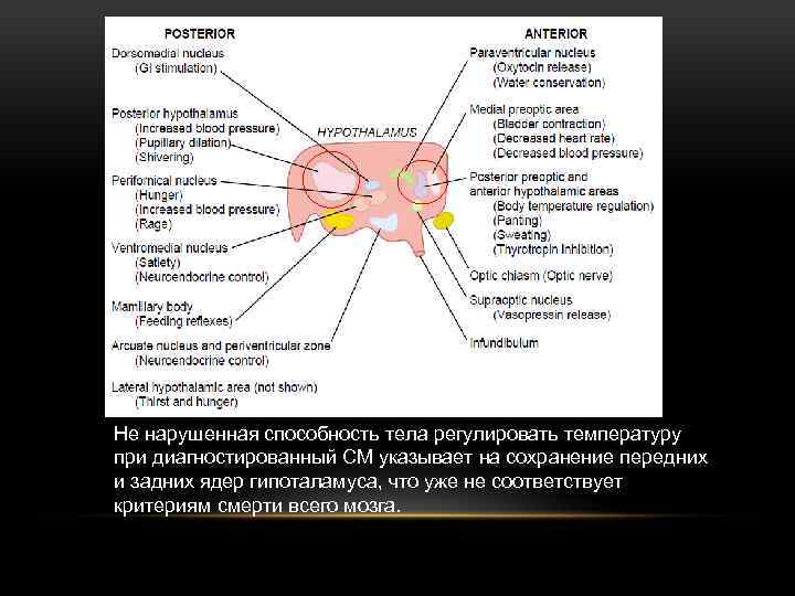 Не нарушенная способность тела регулировать температуру при диагностированный СМ указывает на сохранение передних и