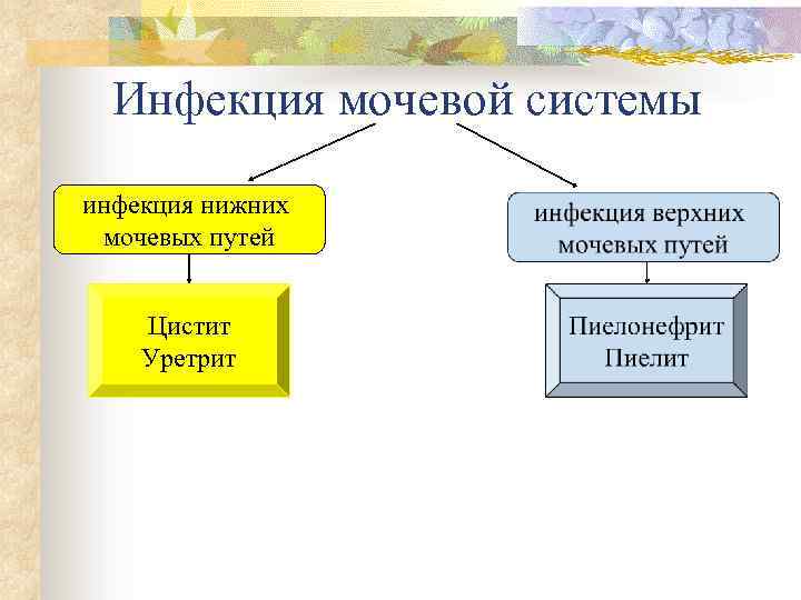 Инфекция мочевой системы инфекция нижних мочевых путей Цистит Уретрит 