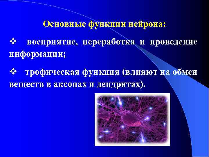 Функции нервной клетки. Трофическая функция нервных клеток. Основные функции нервной клетки. Трофическая функция нейрона. Основные функции нейрона.