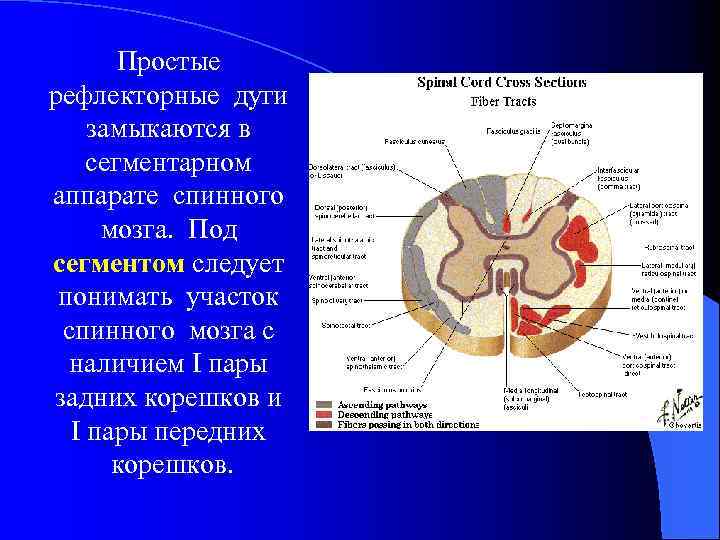 Задние корешки содержат