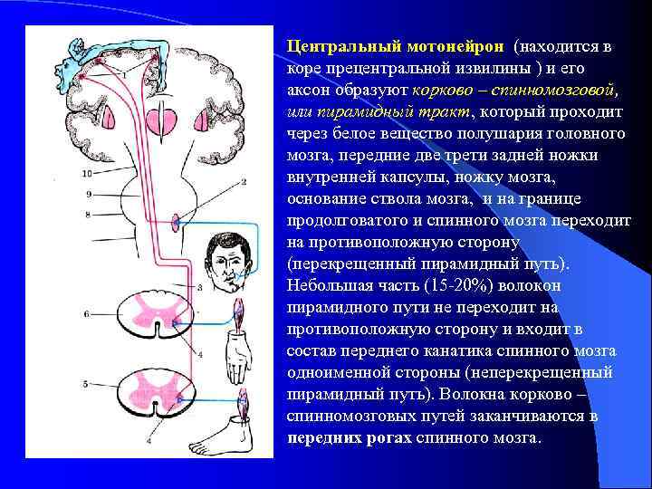 Рисунки по неврологии