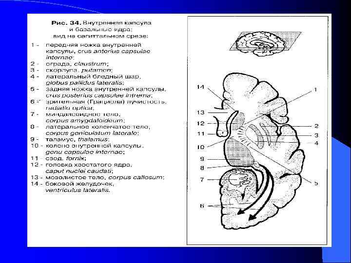 Строение внутренней капсулы головного мозга схема