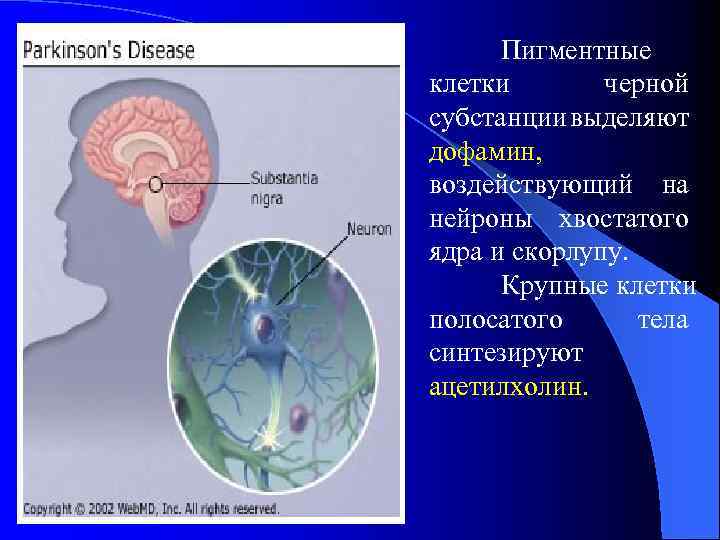 Пигментные клетки черной субстанции выделяют дофамин, воздействующий на нейроны хвостатого ядра и скорлупу. Крупные