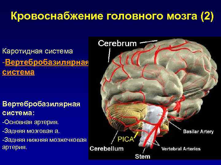 Внутренняя капсула анатомия клиническая картина поражения неврология