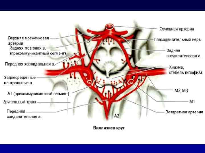 Вертебро базилярная инсульт. Базилярная артерия головного мозга. Вертебро базилярная система. Базилярная артерия анатомия. Вертебро базилярная система головного мозга.