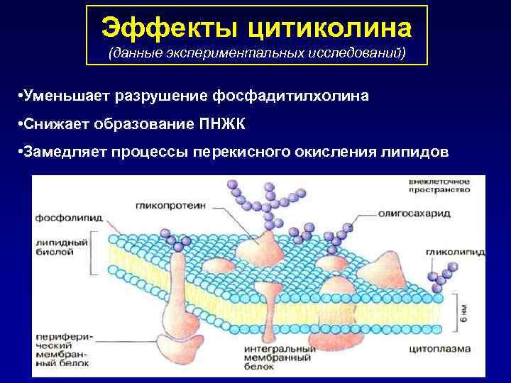 Эффекты цитиколина (данные экспериментальных исследований) • Уменьшает разрушение фосфадитилхолина • Снижает образование ПНЖК •