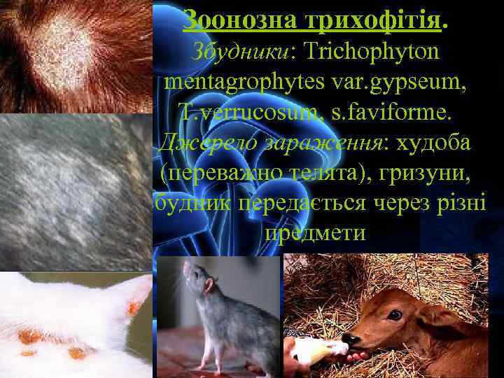 Зоонозна трихофітія. Збудники: Trichophyton mentagrophytes var. gypseum, T. verrucosum, s. faviforme. Джерело зараження: худоба