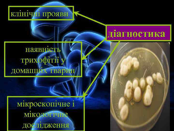 клінічні прояви діагностика наявність трихофітії у домашніх тварин мікроскопічне і мікологічне дослідження 