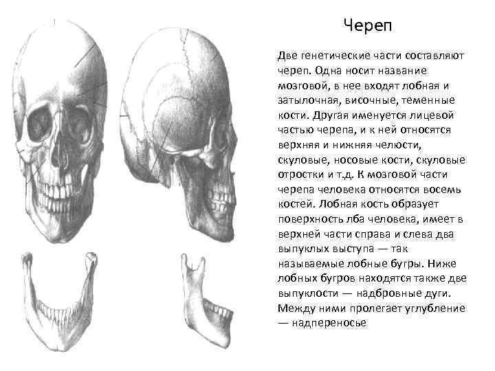 Череп Две генетические части составляют череп. Одна носит название мозговой, в нее входят лобная