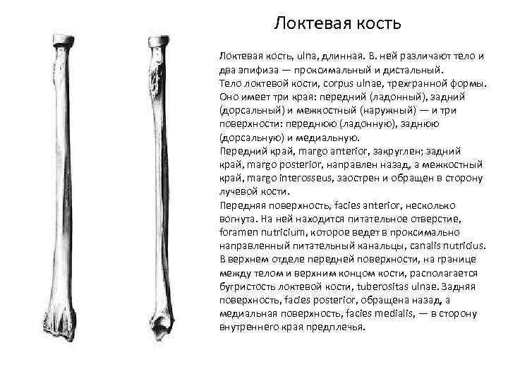 Локтевая кость, ulna, длинная. В. ней различают тело и два эпифиза — проксимальный и