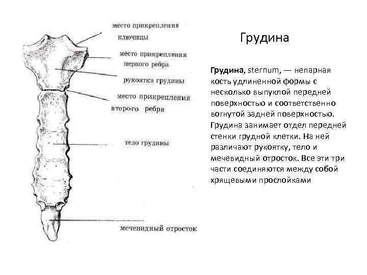 Рукоятка грудины. Соединение рукоятки и тела грудины. Передняя поверхность рукоятки грудины. Задняя поверхность рукоятки грудины. Непарная вырезка рукоятки грудины.