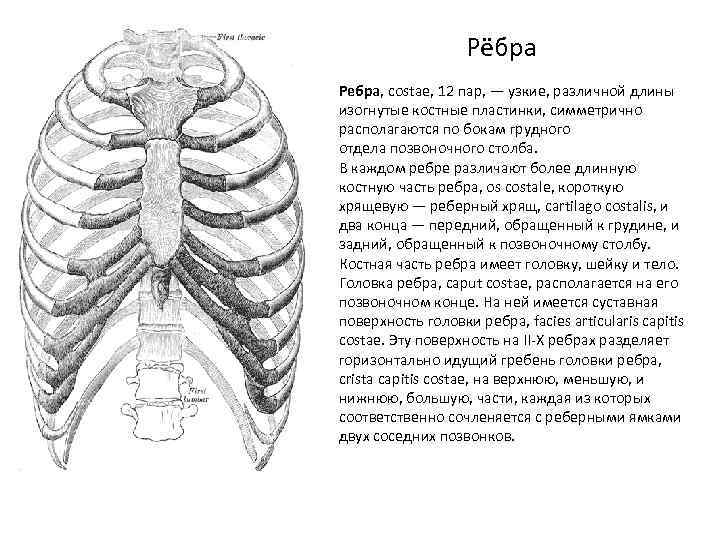 Рёбра Ребра, costae, 12 пар, — узкие, различной длины изогнутые костные пластинки, симметрично располагаются