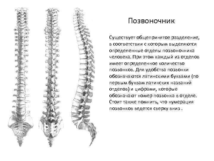 Позвоночник Существует общепринятое разделение, в соответствии с которым выделяются определенные отделы позвоночника человека. При