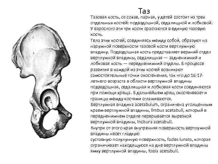 Подвздошная кость кости таза сросшиеся большая. Тазовая кость (os Coxae). Таз кость os Coxae. Тазовая кость состоит из трех костей. Тазовая кость состоит из 3 костей.