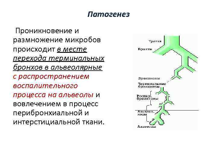 Патогенез Проникновение и размножение микробов происходит в месте перехода терминальных бронхов в альвеолярные с