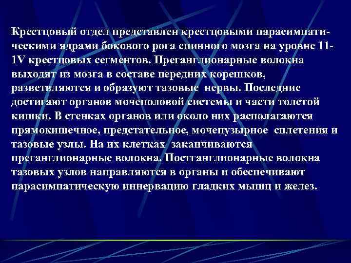 Крестцовый отдел представлен крестцовыми парасимпатическими ядрами бокового рога спинного мозга на уровне 111 V