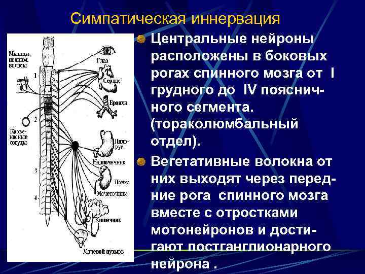 Симпатическая иннервация Центральные нейроны расположены в боковых рогах спинного мозга от I грудного до