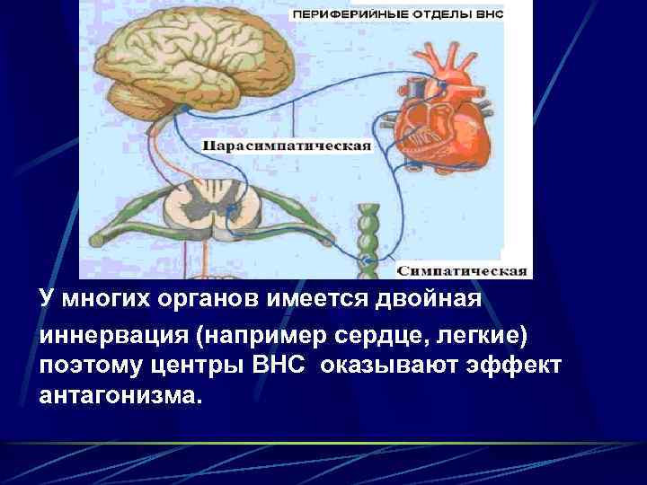 У многих органов имеется двойная иннервация (например сердце, легкие) поэтому центры ВНС оказывают эффект