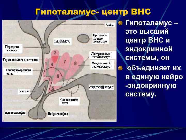 Гипоталамус- центр ВНС Гипоталамус – это высший центр ВНС и эндокринной системы, он объединяет