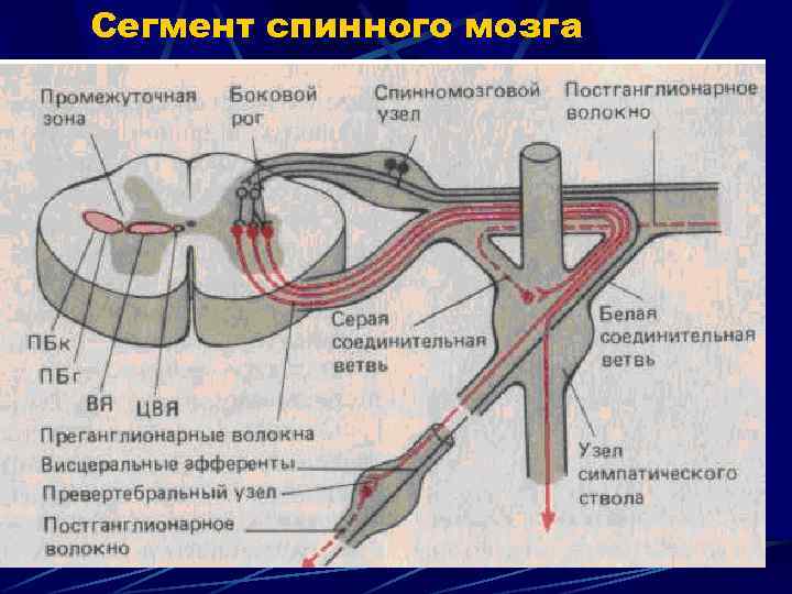 Сегмент спинного мозга 