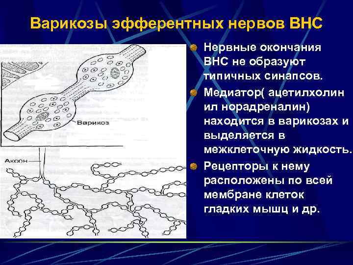 Варикозы эфферентных нервов ВНС Нервные окончания ВНС не образуют типичных синапсов. Медиатор( ацетилхолин ил