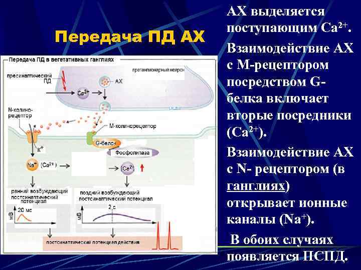 Передача ПД АХ АХ выделяется поступающим Са 2+. Взаимодействие АХ с М-рецептором посредством Gбелка