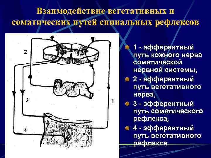 Взаимодействие вегетативных и соматических путей спинальных рефлексов 1 афферентный путь кожного нерва соматической нервной