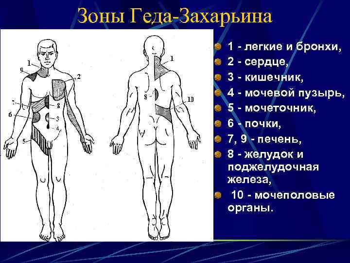 Зоны Геда-Захарьина 1 легкие и бронхи, 2 сердце, 3 кишечник, 4 мочевой пузырь, 5