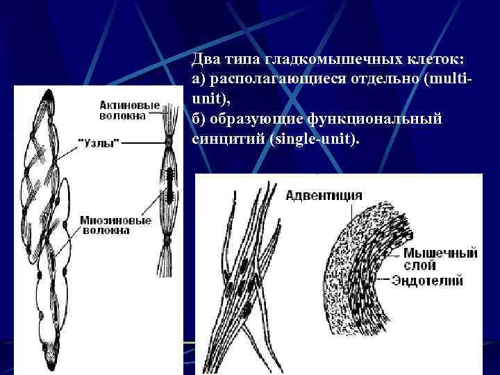 Два типа гладкомышечных клеток: а) располагающиеся отдельно (multiunit), б) образующие функциональный синцитий (single-unit). 