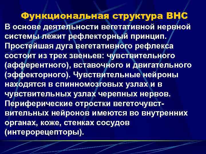 Функциональная структура ВНС В основе деятельности вегетативной нервной системы лежит рефлекторный принцип. Простейшая дуга