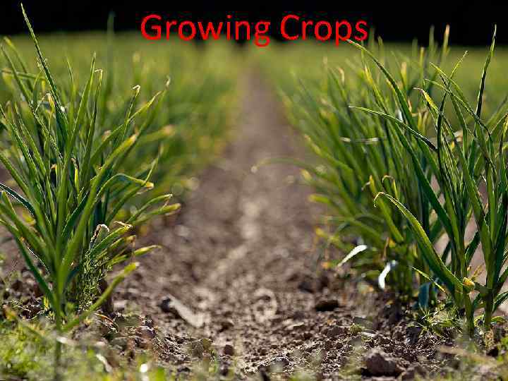 Growing Crops 