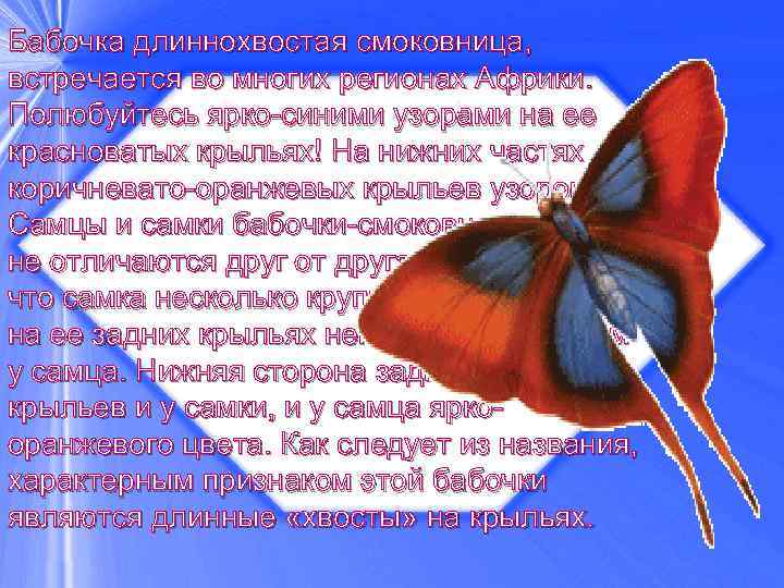 Бабочка длиннохвостая смоковница, встречается во многих регионах Африки. Полюбуйтесь ярко-синими узорами на ее красноватых
