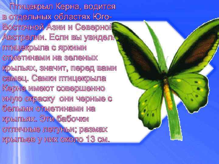  Птицекрыл Керна, водится в отдельных областях Юго. Восточной Азии и Северной Австралии. Если