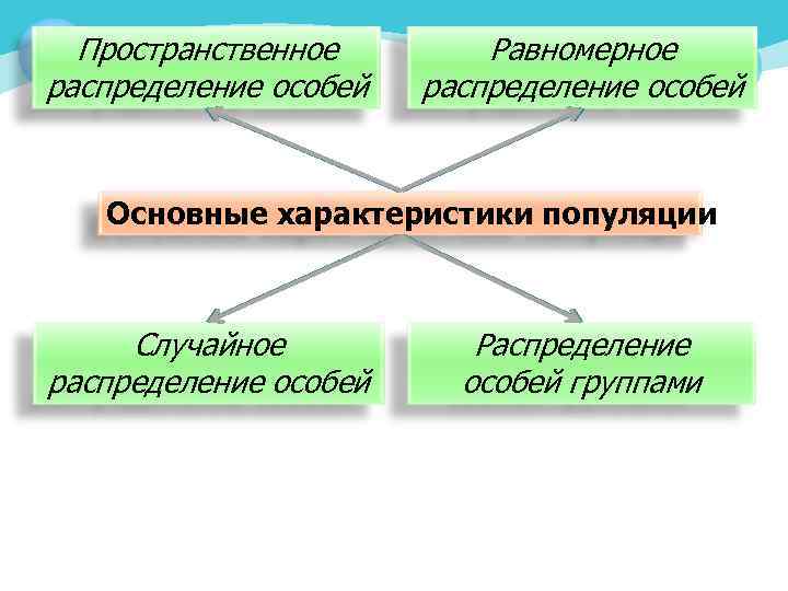 Пространственное распределение особей Равномерное распределение особей Основные характеристики популяции Случайное распределение особей Распределение особей