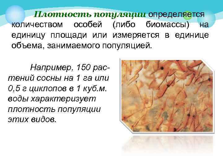Плотность популяции определяется количеством особей (либо биомассы) на единицу площади или измеряется в единице