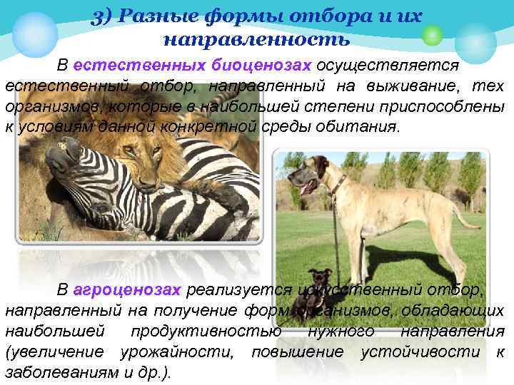 3) Разные формы отбора и их направленность В естественных биоценозах осуществляется естественный отбор, направленный
