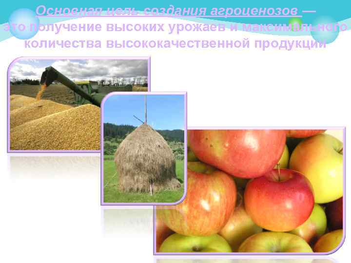 Основная цель создания агроценозов — это получение высоких урожаев и максимального количества высококачественной продукции