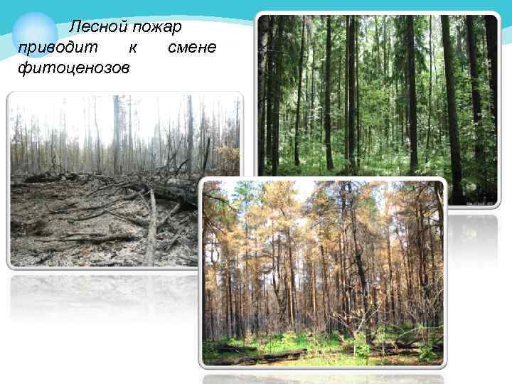 Лесной пожар приводит к смене фитоценозов 