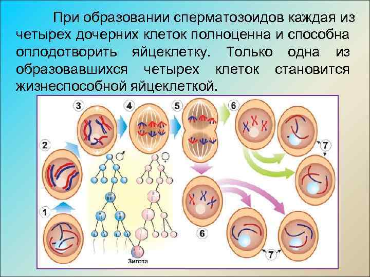 При образовании сперматозоидов каждая из четырех дочерних клеток полноценна и способна оплодотворить яйцеклетку. Только