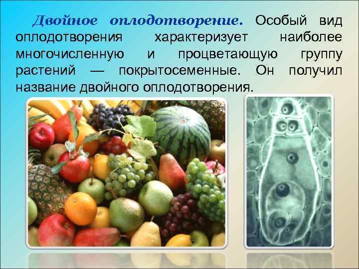 Двойное оплодотворение. Особый вид оплодотворения характеризует наиболее многочисленную и процветающую группу растений — покрытосеменные.