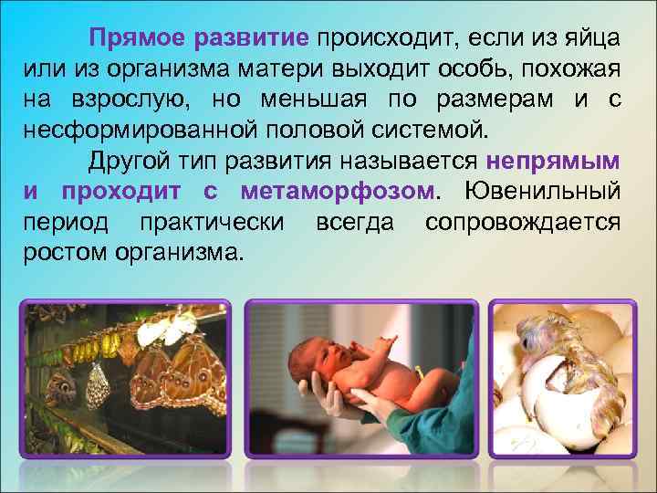 Прямое развитие происходит, если из яйца или из организма матери выходит особь, похожая на